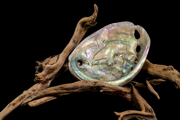 Haliotis asinina Shell on Driftwood black background