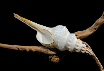 White Fusinus colus Shell on Driftwood black background