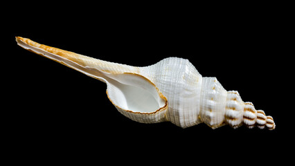 Fusinus colus sea Shell on Black Background