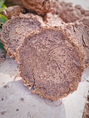 Dung cake landscape mode image keeping in sun shine for making dry after burning in Clay made stove traditionaly made by indian women