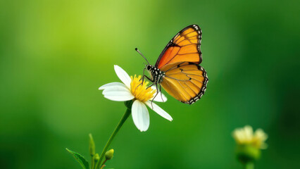 Monarch butterfly on daisy against vibrant green background