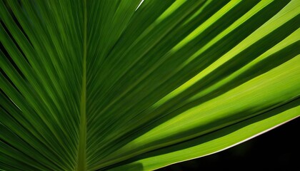 Obraz premium Green palm leaf texture for wallpaper and background Abstract background Texture background,George Town,Penang,Malaysia 778