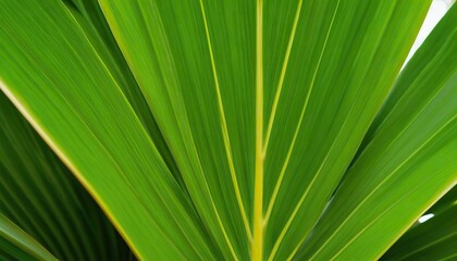 Obraz premium Green palm leaf texture for wallpaper and background Abstract background Texture background,George Town,Penang,Malaysia 201