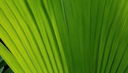 Obraz premium Green palm leaf texture for wallpaper and background Abstract background Texture background,George Town,Penang,Malaysia 564