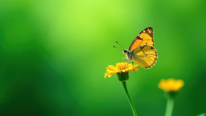 Fototapeta premium Vibrant yellow butterfly on flower amidst lush green background