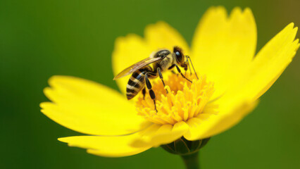 Bee pollinating vibrant yellow flower amidst lush green background