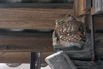 Little owl (Athene noctua) sits on barn wall during cold winter season