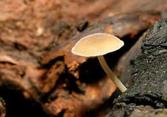 小さなベージュ色のかわいい産毛の生えたビロードムクエタケ（自然光＋ストロボ、マクロ接写）