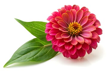 Leaf Outline Vector Illustration | Minimalist Design on White Background