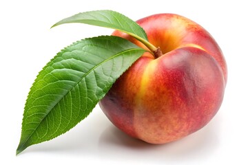 Leaf Outline Vector Illustration | Minimalist Design on White Background