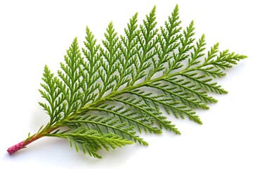 Leaf Outline Vector Illustration | Minimalist Design on White Background