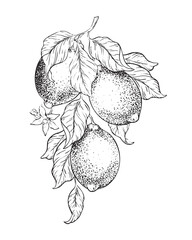 Branch of Lemon fruits, flowers and leaves. Isolated hand drawn watercolor illustration. Tropical citrus fruit. Botanical element for menu, package, cosmetic, textile, cards