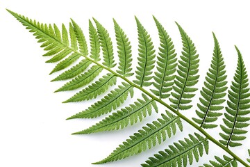 Leaf Outline Vector Illustration | Minimalist Design on White Background