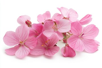 fresh geranium flower oil