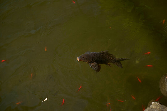 A large black fish swims among smaller red fish in a greenish pond.
