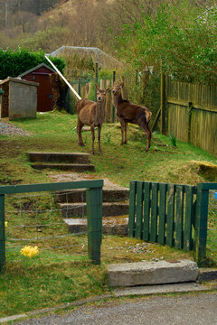 Two deer stand behind a green wooden gate with a rustic fence and shed in the background, in a lush backyard, Scotland
