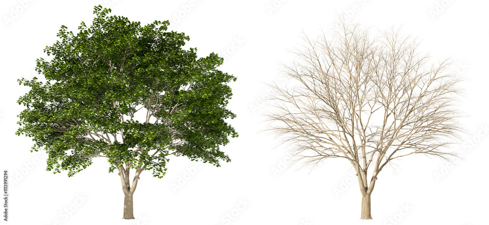 Poster life serenity trees transition isolated transparent backgrounds 3d rendering png