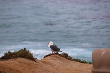 seagull on the beach, Larus occidentalis
アメリカオオセグロカモメ