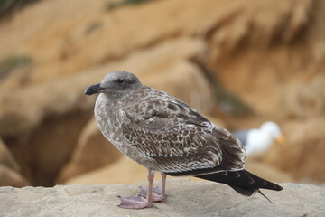 seagull on the beach, Larus occidentalis Young bird
アメリカオオセグロカモメ, 幼鳥,