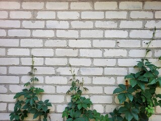 White Brick Wall With Plants