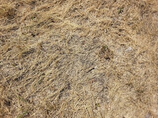 Brown Dry Grass Texture Background