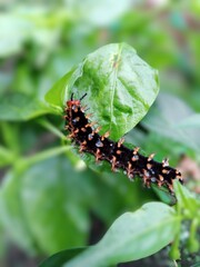 Caterpillars on a leaf with a blurred background.
Malacosoma americanum, Jacintha Eggfly caterpillar.
