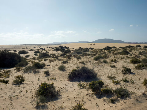 A serene desert landscape with green shrubs under a clear sky, with a distant view of a group of camels walking in the background, Fuerteventura, Spain