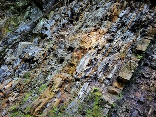 Rotten Tree Bark Texture