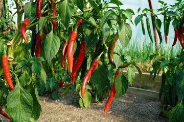 papryczka chili