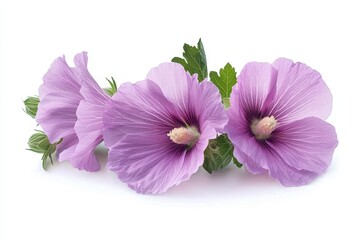 Fototapeta premium Hollyhock blossom Alcea rosea