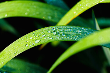 Freshness of Nature: Morning dew drop sparkling on grass leaf