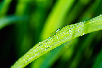 Naklejka premium Freshness of Nature: Morning dew drop sparkling on grass leaf