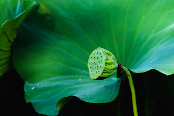 Oriental beauty: Fresh lotus seedpod rising from pond surface in sunlight