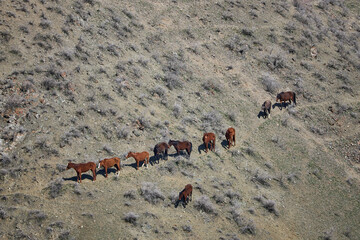 Ten brown horses, nine stand in a row and one horse stands separately on hillside. Herd grazing freely, walking along path. Livestock on free range. Organic farm, graze animal farming, view from above