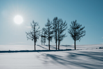 Serene Winter Landscape with Snow-Covered Ground and Tall Trees Under Bright Blue Sky Illuminated by the Sunlight in a Tranquil Natural Setting