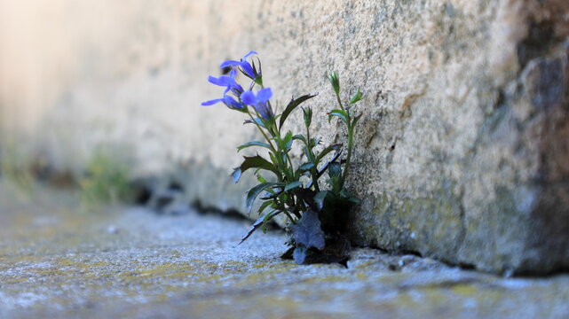 Piccola piantina di lobelia cresciuta  spontaneamente da una crepa nel calcestruzzo, simbolo di resilienza e forza della natura.