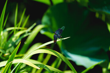 Black dragonfly standing on the grass by a lake in light