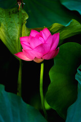 Fototapeta premium Chinese beauty: Pink lotus blooming in sunlight with green leaf