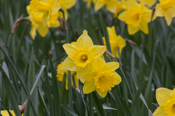 Fototapeta premium Yellow daffodils close-up. Blooming daffodils on a flowerbed in the park.