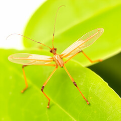 Giant Caribbean stick insect Diapherodes gigantea Phasmatodea isolated on white