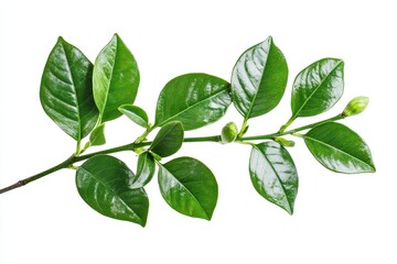 Fototapeta premium Isolated stem of lovely gardenia leaves