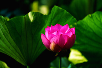 Chinese beauty: Pink lotus blooming in sunlight with green leaf