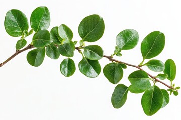Obraz premium Isolated white background with bidara leaves