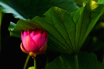 Chinese beauty: Pink lotus blooming in sunlight with green leaf