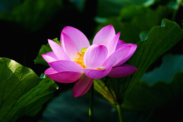 Obraz premium Chinese beauty: Pink lotus blooming in sunlight with green leaf