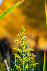 黄葉するイチョウ並木の下に咲く 陽の光を浴びたセイタカアワダチソウの黄色い花