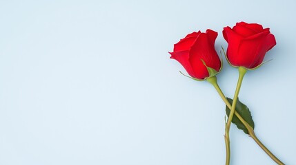 Obraz premium two crossed rose flowers on a blue background, a symbol of love, recognition of feelings, a Valentine's day concept, a postcard with free space for text