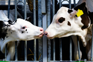 Two young calves with black and white coats gently touching noses through a metal fence in a barn....