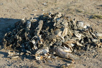 Rotten dead fish on the coast. Ecological toxic disaster.
