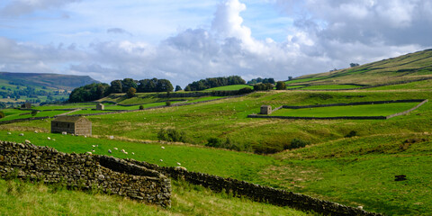 Fototapeta premium Early autumn sunshine on a landscape of barns and drystone walls in the countryside near Bainbridge in the Yorkshire Dales